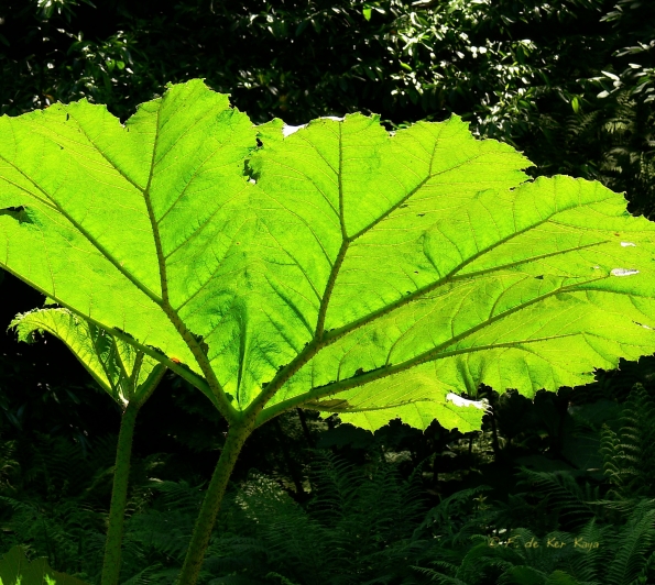 Bois des Moutiers (111) Juin 2012